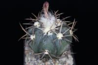 Echinocactus horizonthalonius VZD 542